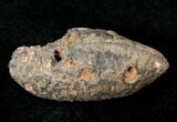 Agatized Fossil Pine (Seed) Cone From Morocco #17476-1